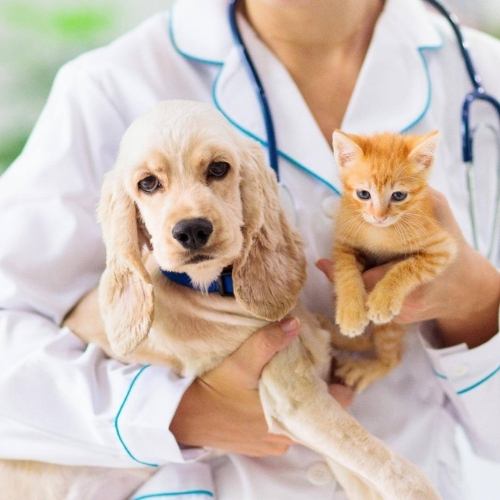 Vet holding cat and dog