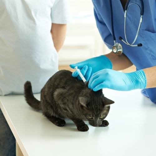 cat being treated by vet