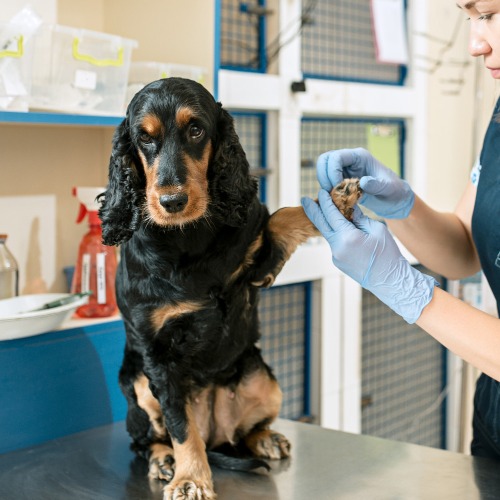 Pet In-House Lab Services